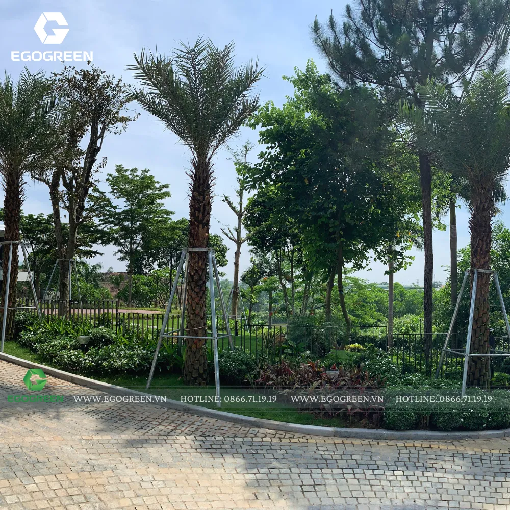 Đường đi quanh nhà cũng rạp bóng cây cao, vừa thẩm mỹ vừa tiện ích.